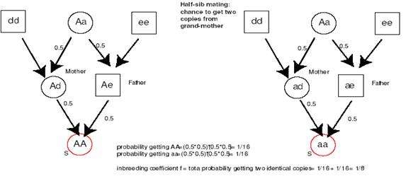 全同胞、半同胞關系認定